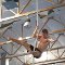 Gymnastic Bodies Seminar
